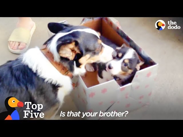 Corgi Meets His New Little Brother + Animal Meeting for the First Time | The Dodo Top 5