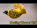 Canon 600 mm EF Bird Photography .Nesting Weaver Intro