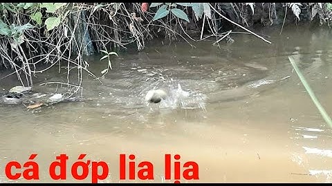 Kênh nhỏ mà toàn cá rô mề ,câu hoài không hết # câu cá hóc môn