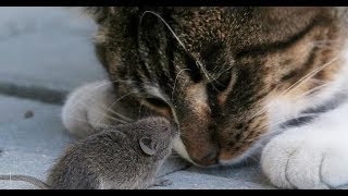 Парень завёл кота, чтобы избавиться от мыши, но что-то пошло не так. Парень завёл кота, чтобы избавиться от мыши, но что-то пошло не так.