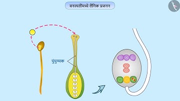 वनस्पतींमधील लैंगिक प्रजनन | Part 1/1 | Sexual Reproduction in plants | Marathi | Class 10