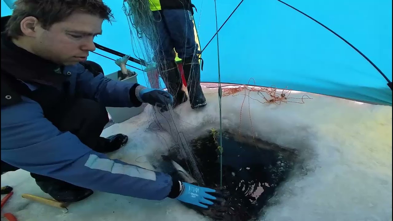 Talviverkoilla, yhdestoista koku