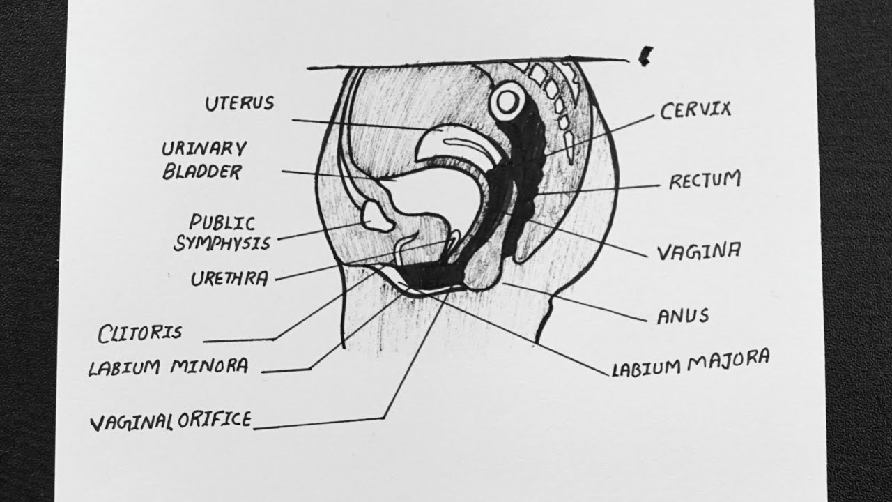 Abdominal Anatomy Chart Female : Anatomy Of The Female ...