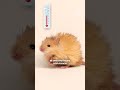 Bientôt le retour du mammouth laineux grâce à ces souris ?