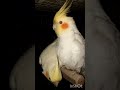 Subscribe.And like. #birds #cockatiel