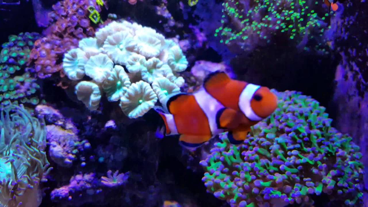 dennerle nano marinus 60