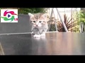 Funny cats and kittens meowing compilation