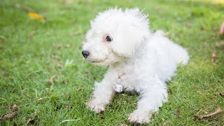 The Rhythmic Nature of the Bichon Frise