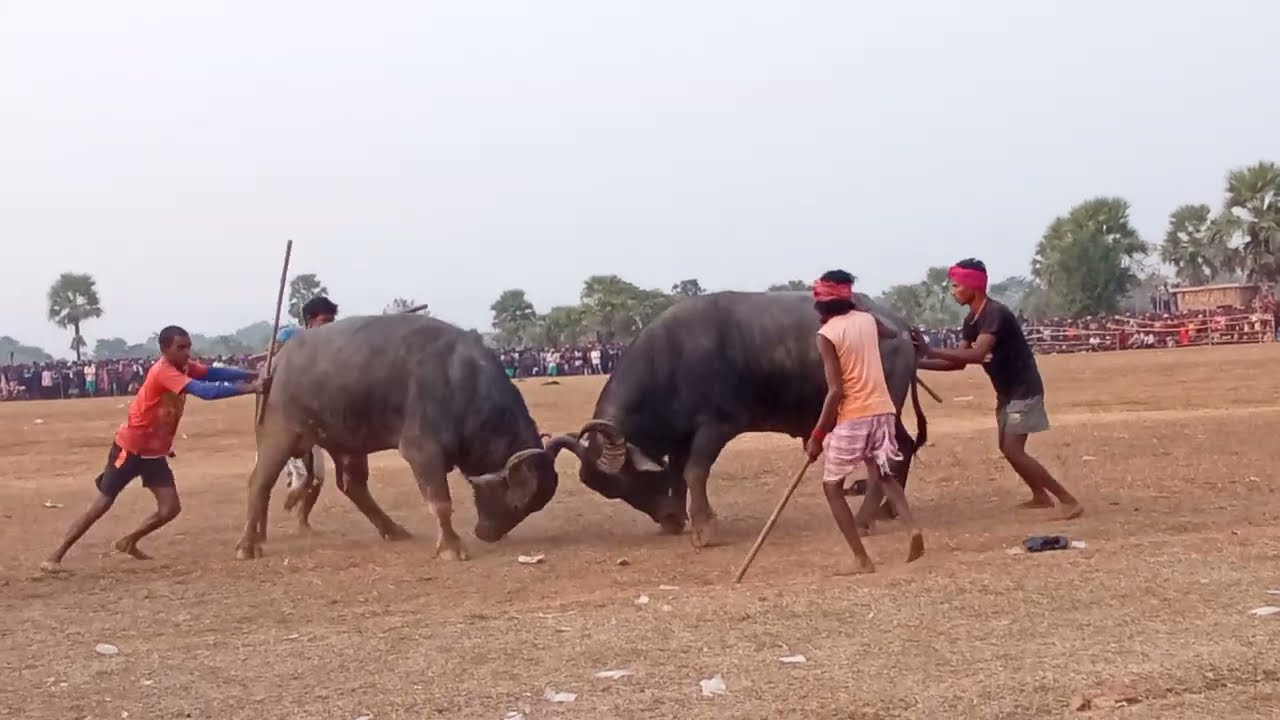 AAMGACHI VS KALDA //SEMIFINAL JITPUR PLACE KADA LADAI