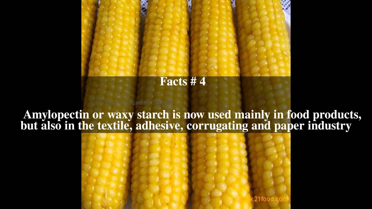 waxy corn top 6 facts youtube waxy corn