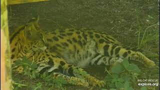 Hutch Serval on the hunt at Big Cat Rescue in Tampa Florida.  /BigCatRescue