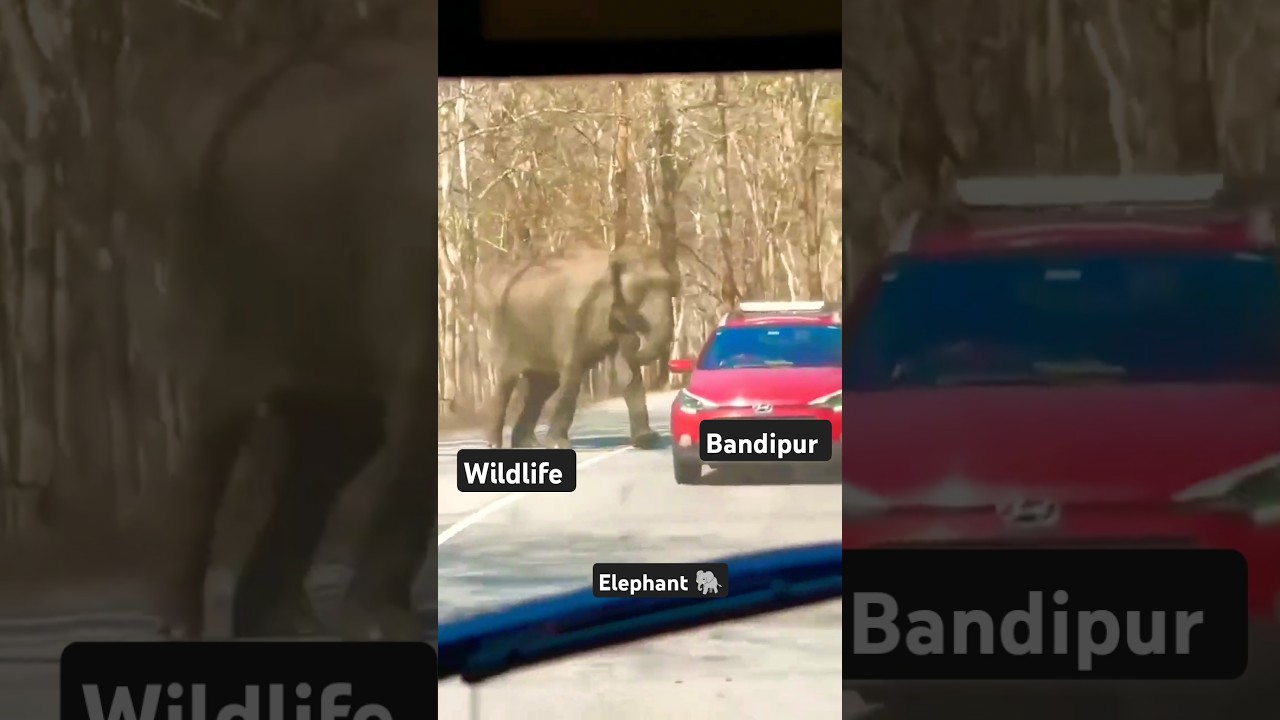 An elephant tries to attack a human || bandipur national park