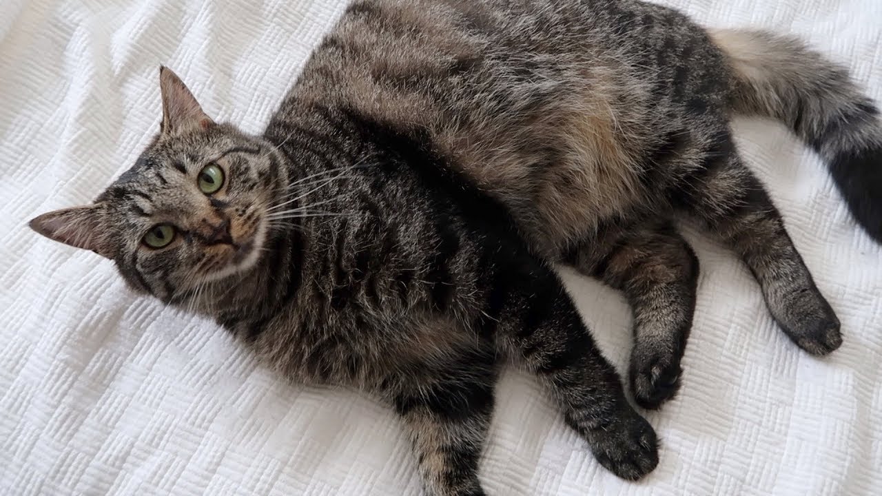 funny cats sleeping in weird positions compilation 2014 funnyplox Boo Days 312 313 - Cat Fights, Worms, and Retiring The Camera