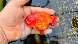 Did My Fish Freeze In The Winter?
