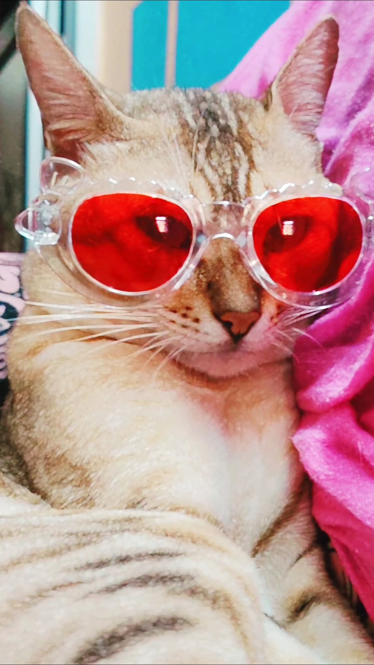 cat - ShareChat