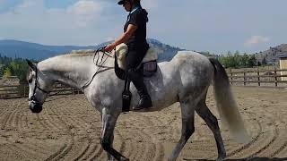 Basic Riding (Step 1) Straightness Training Pattern