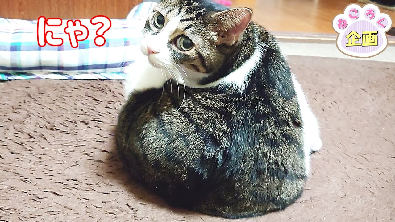 猫に話しかけるおっさん】眠いからかご機嫌斜め？尻尾をブンブン振る猫