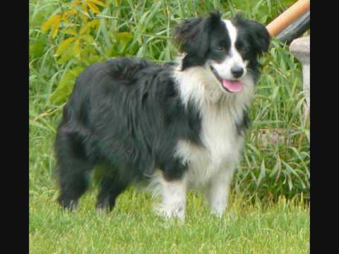 toy and mini aussies