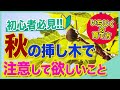 【いちじく】イチジク を秋に挿し木した場合、注意する事。鉢上げのタイミングは？（いちじくの育て方）