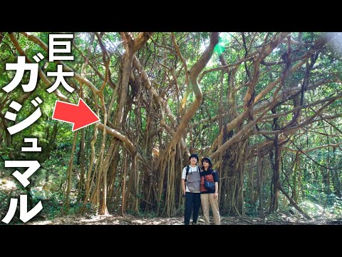 Warisan Alam Dunia | Terpesona oleh keindahan alam | Okinawa Utara, Jepang