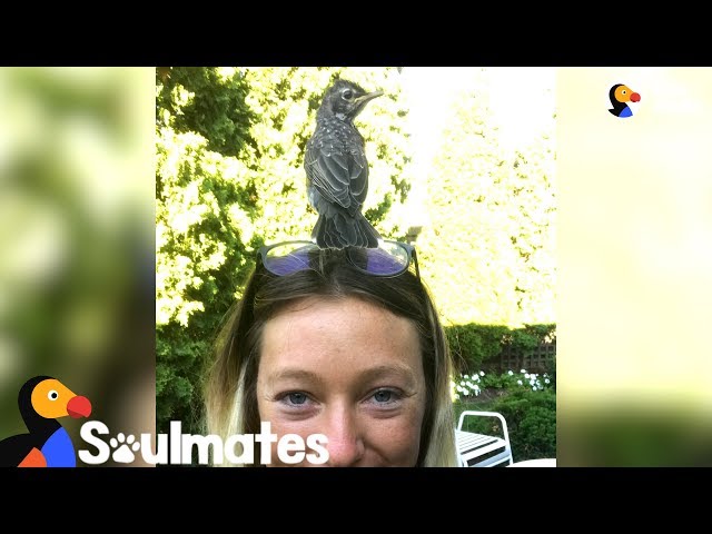 Woman Rescues A Baby Robin And Becomes His Best Friend | The Dodo Soulmates