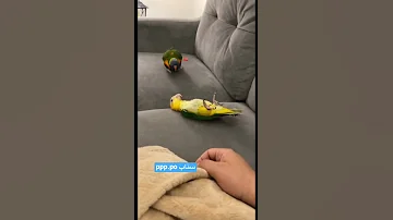 بيجنني هالببغاء 