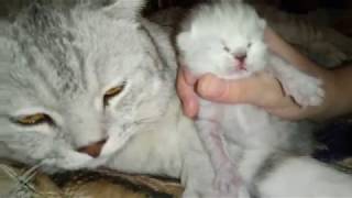 Кот+Кошка=Котята! 4 дня котяткам Кот+Кошка=Котята! 4 дня котяткам