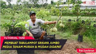 Cara Mudah Membuat Tabulampot Srikaya Varietas Jumbo