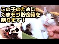 くまモン貯金箱を割って保護&隔離中の猫にキャットタワーを買ってあげたい