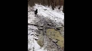 Hunting Wild Boars With Dogs On Their Trail Vânătoare De Mistreți Alergați De Câini
