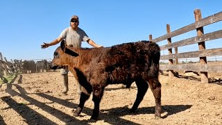 Baby Bull Needs the Dr. And My Plan For Round Bale Grazing