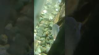 Tetra Fish Laying Eggs