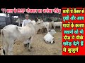 देसी गायों के घी दूध ने पूरे परिवार को बना दिया धनी👍 Benefits of Desi Cow breed