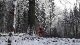 Working in forest- felling a big beech tree. Ms 462