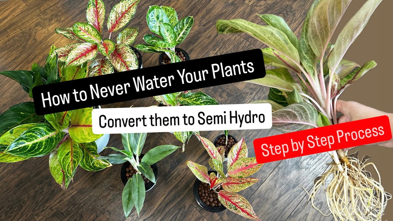 How to Make Plant Care Easy Never Water Your Plants Again with this Method Converting to Semi Hydro