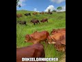 Ganado Brahman rojo puro y comercial 🐮 una excelente opción para empezar 🌱🇨🇴