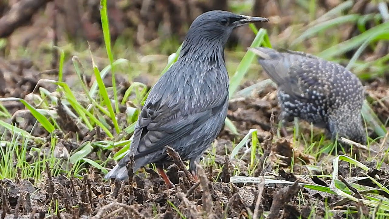 Estorninos. Negro entre pintos. Punta Ballota. Suances. Cantabria | aves del Cantábrico