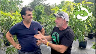 How Botanists Created The Edward Kent Hybrid Mango