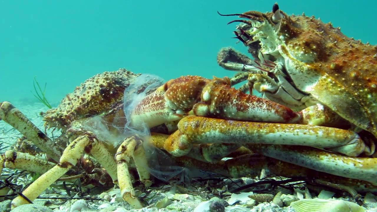Crabs and Molting: The [Ultimate] Survival Guide to Shedding ...