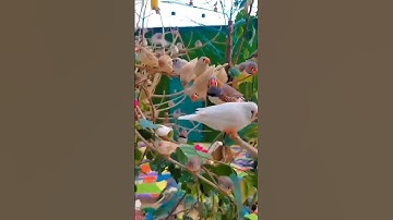 🐦bird sound #viral #birdsounds #natureshorts #trending #relaxingmusic #music #livesong #shorts