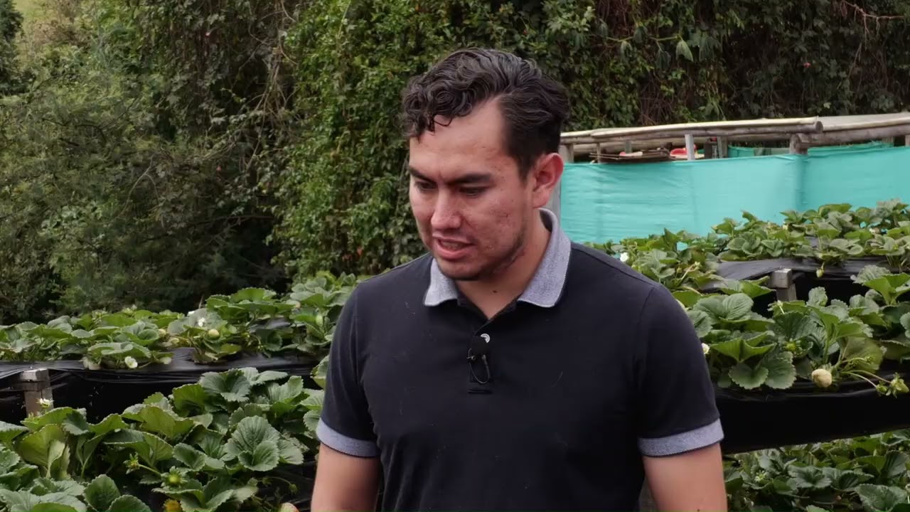 Mejoramiento en el cultivo de fresa con el modelo  - Somos Agricultura Tropical