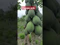 Une plantation de papayes solo