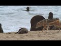 Un chacal sale en busca de una presa | National Geographic España