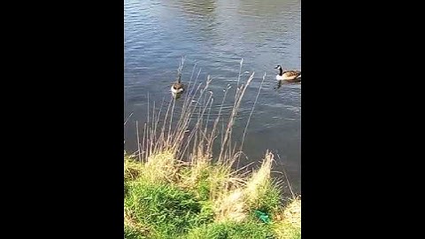 If It Looks Like A Duck, It Must Be A Duck!!