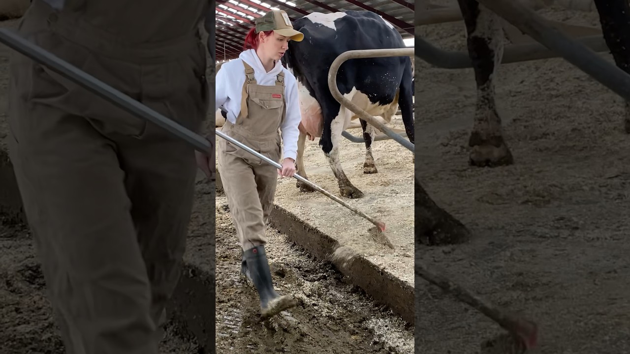Farmer Girl Cleans The Cowshed 