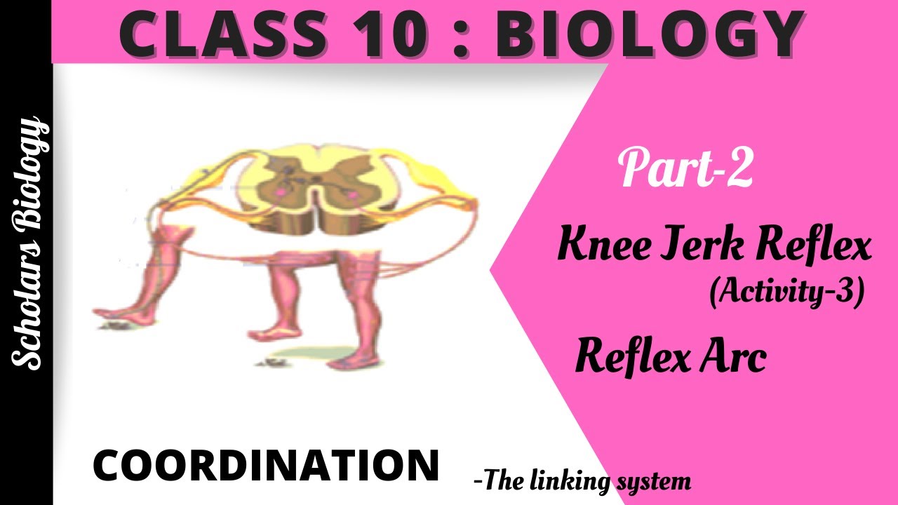 Class 10 Biology Coordination (Part 2) Knee Jerk Reflex & Reflex Arc