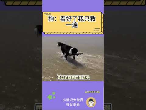 被一隻狗子帥到了！