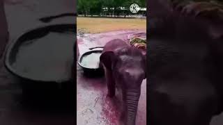 cute baby Hathi Raja Bengali short.#Hathi#elephant#Short#shorts#tranding