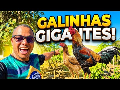 GALINHAS GIGANTE 🐓