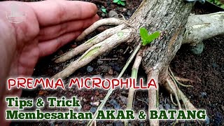 Tips & Trik: Membesarkan AKAR & BATANG Sancang (Premna Microphylla) || Bonsai Sancang